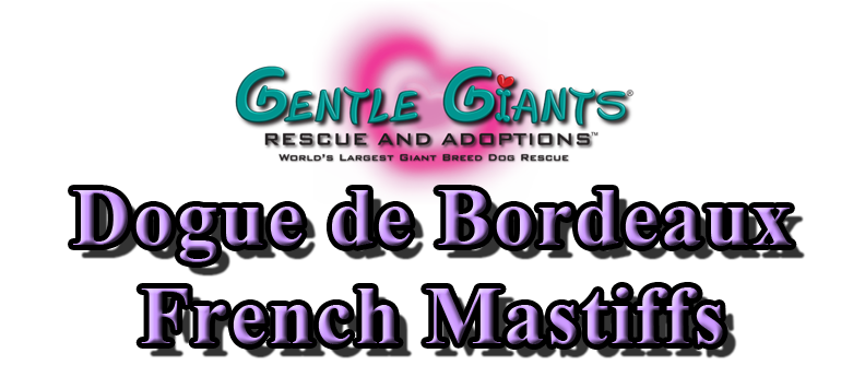 Dogue de Bordeaux French Mastiffs at Gentle Giants Rescue and Adoptions